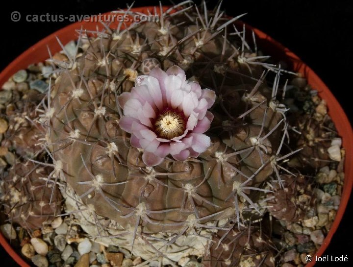 Gymnocalycium bodenbenderianum kozelskyanum P1040374